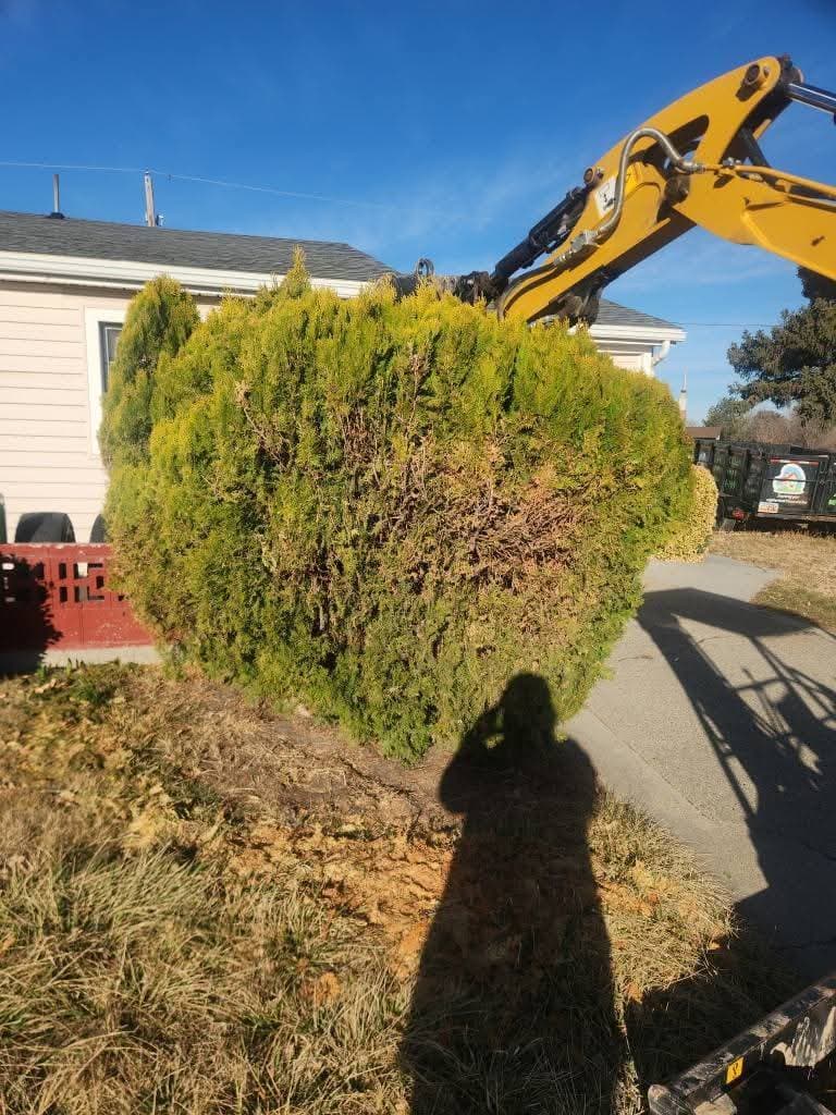 Bush removal and cleanup - Before